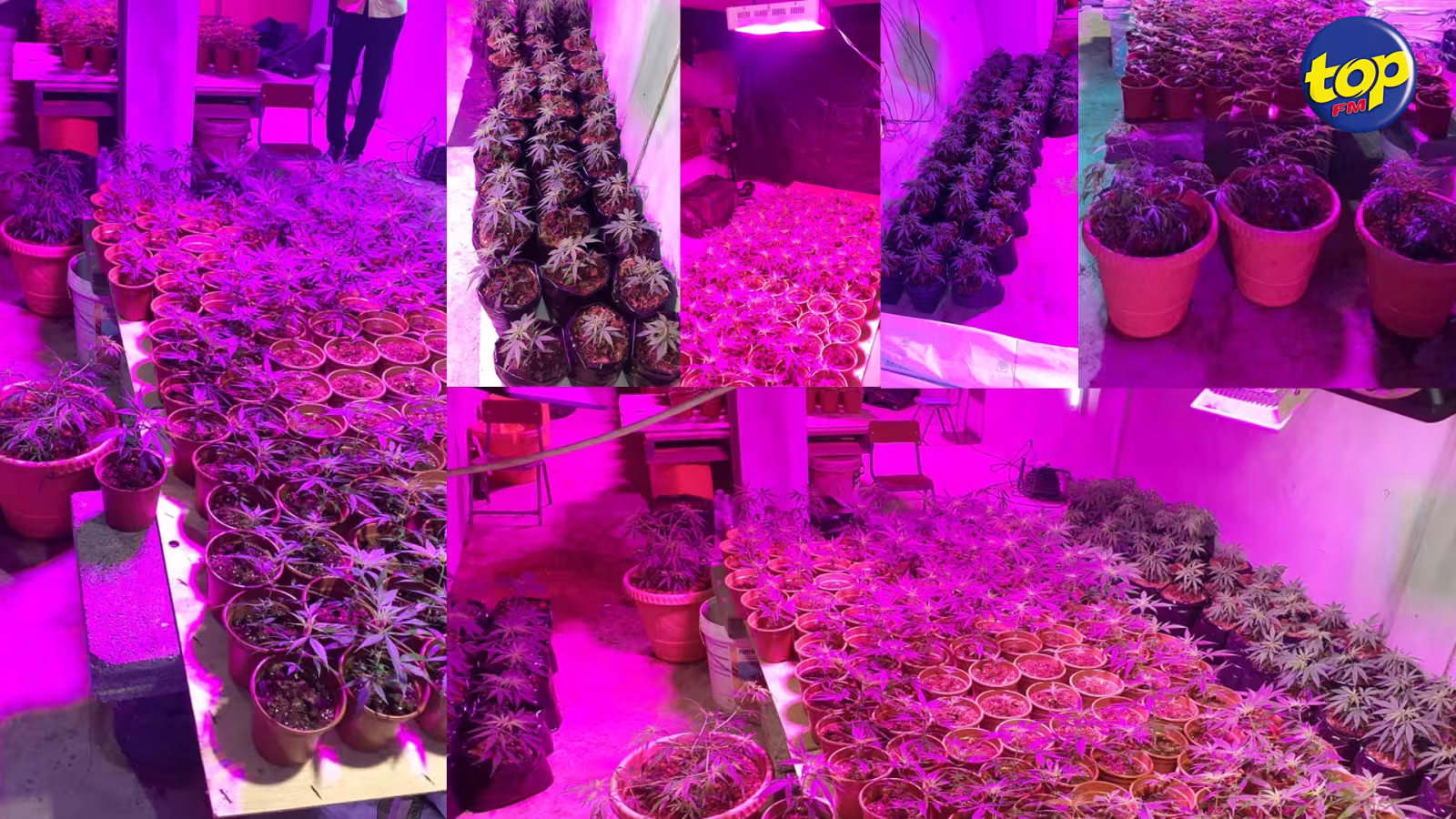 À Chamouny : une culture sous serre de cannabis découverte dans le sous-sol d’une maison