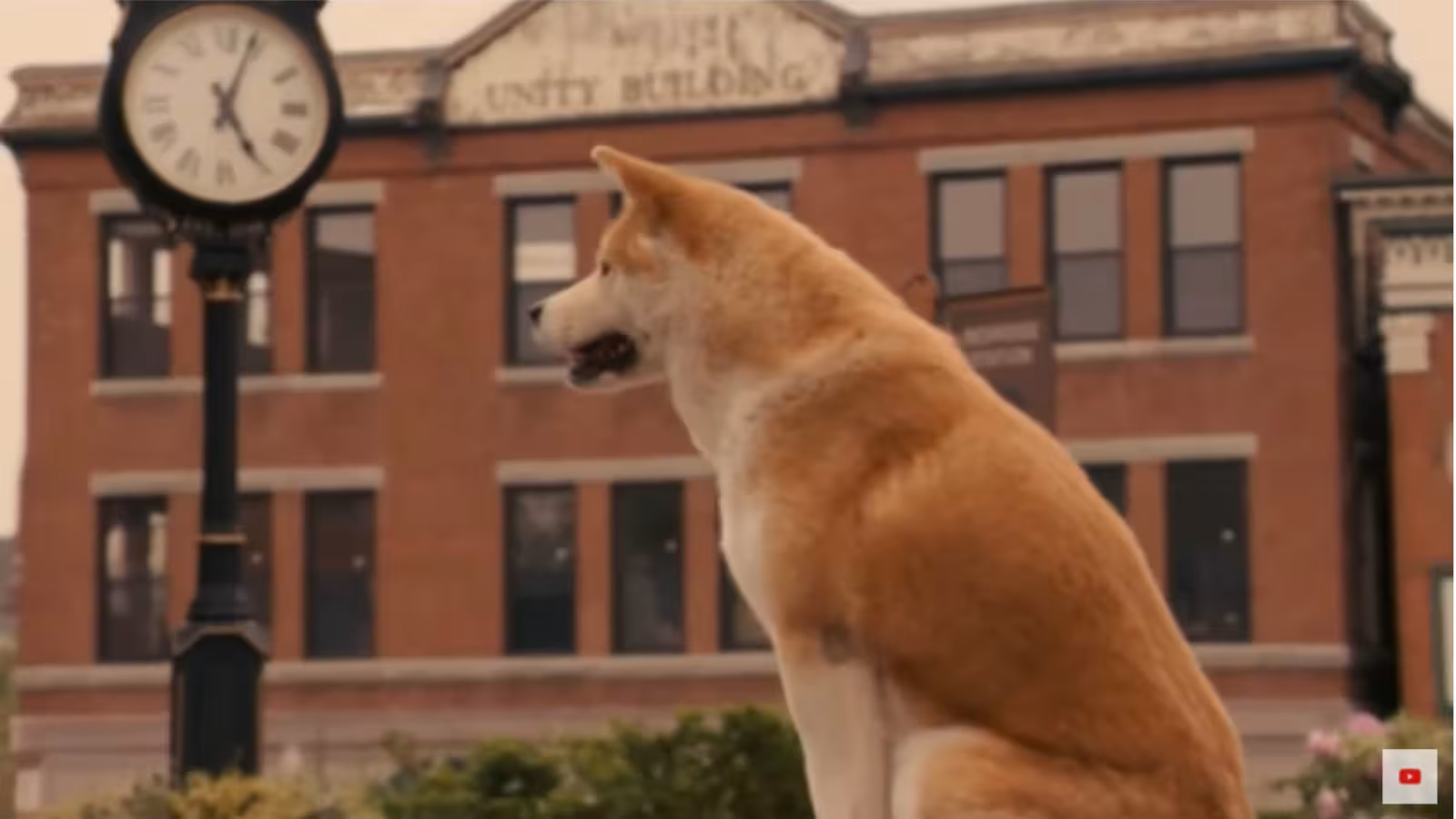 L’incroyable histoire de Hachiko, le chien qui a attendu son maître pendant plus de 10 ans