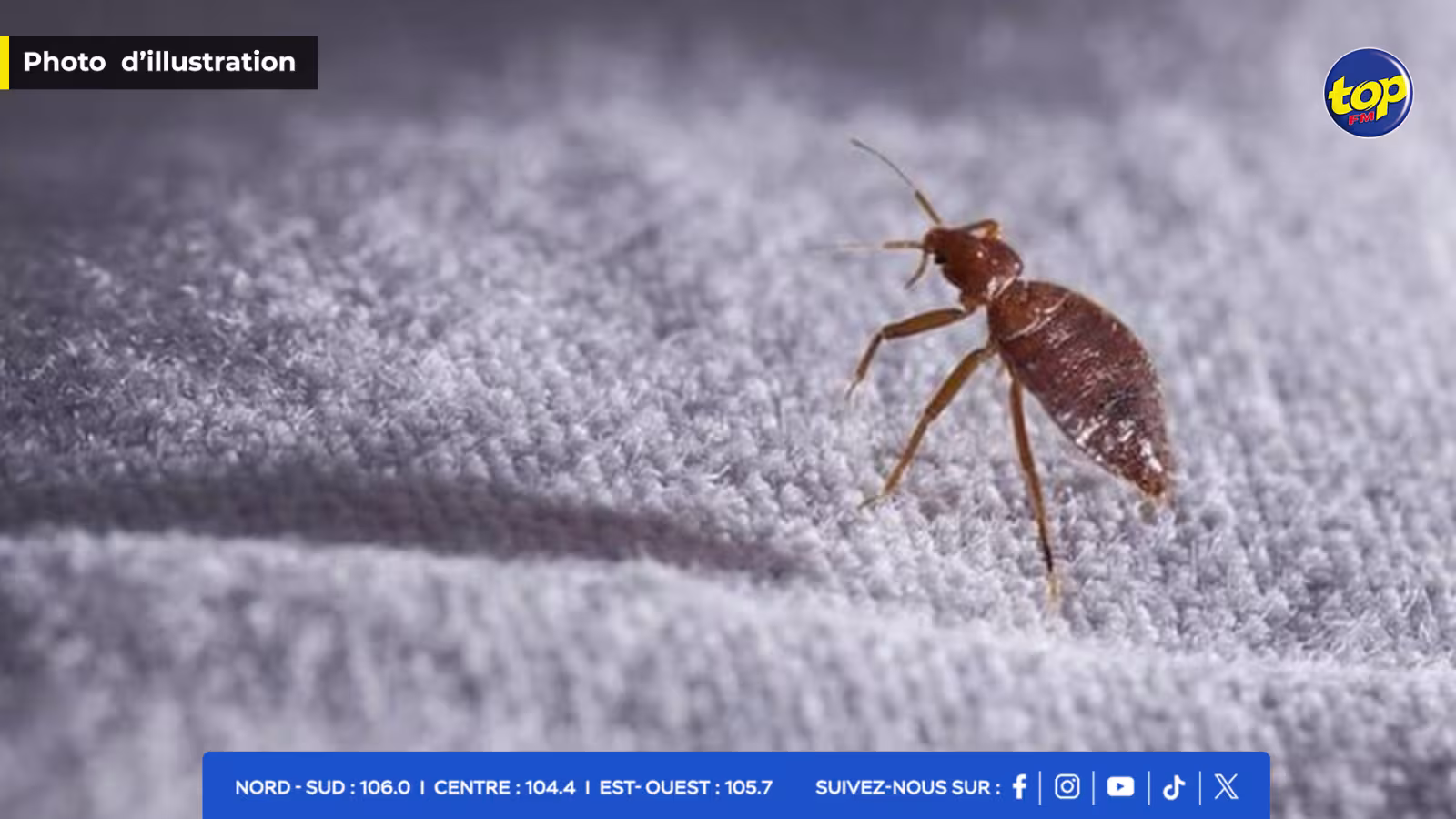 infestation de punaises