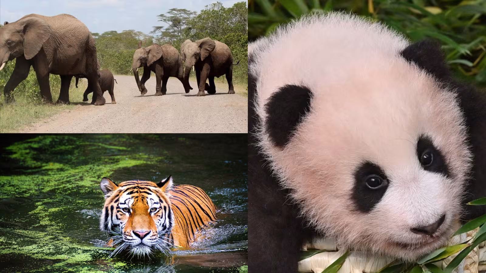 Journée Mondiale des animaux