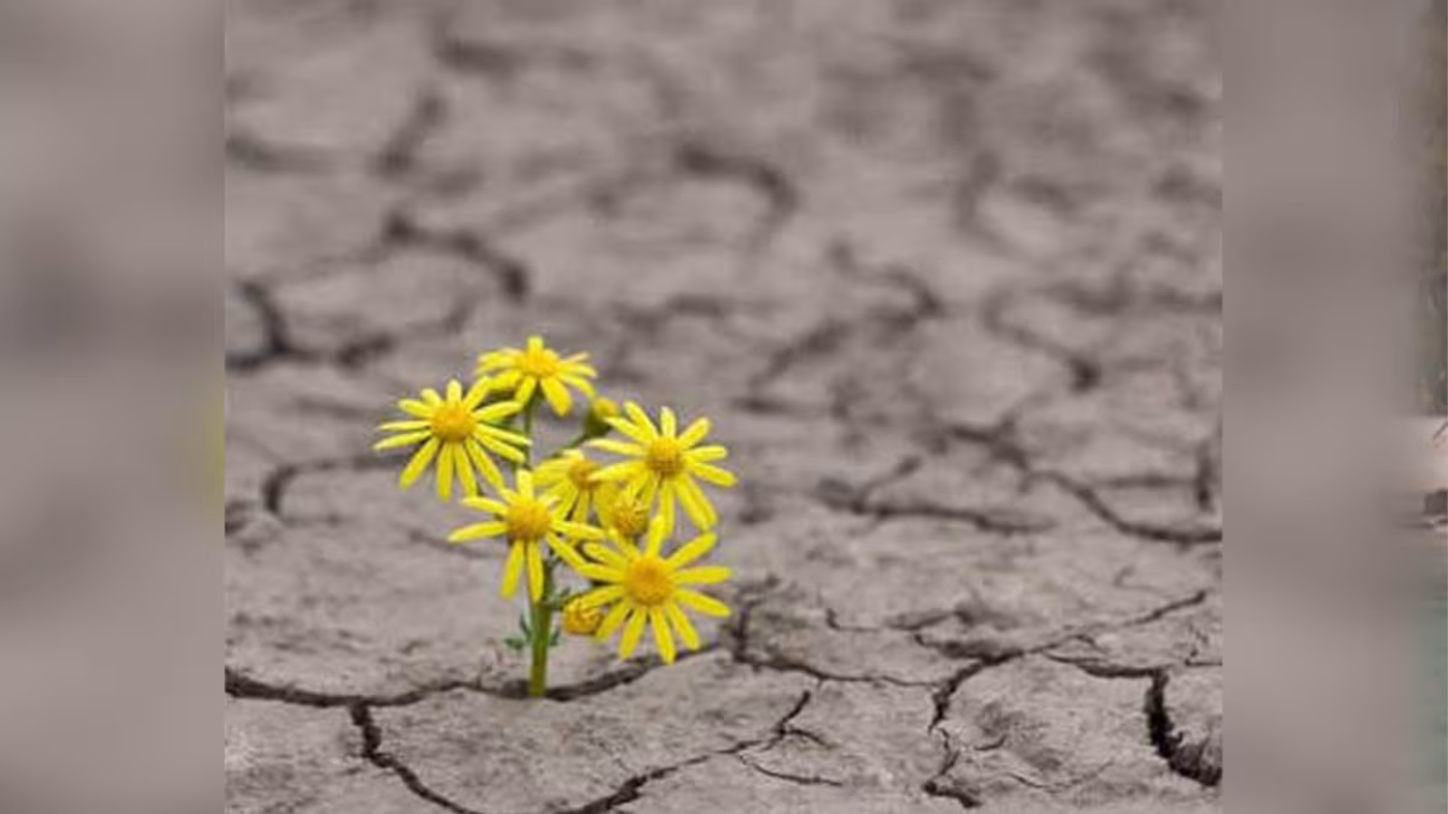 Journée Mondiale du Climat
