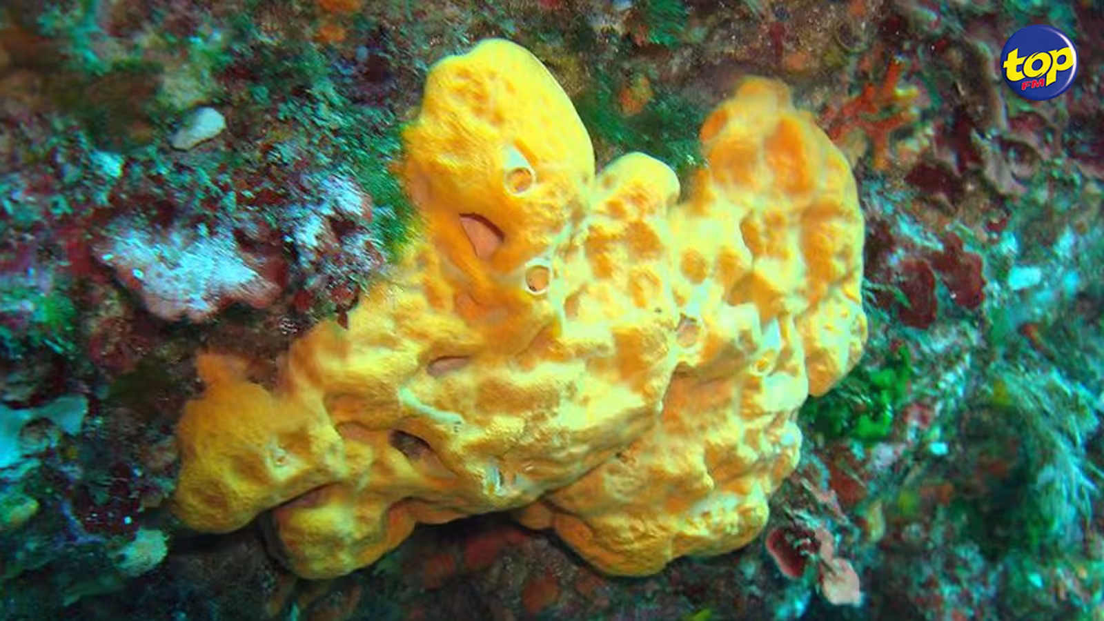 Santé : l’éponge de mer que l’on trouve à l’île Maurice produit des substances chimiques capables de tuer les cellules cancéreuses du foie