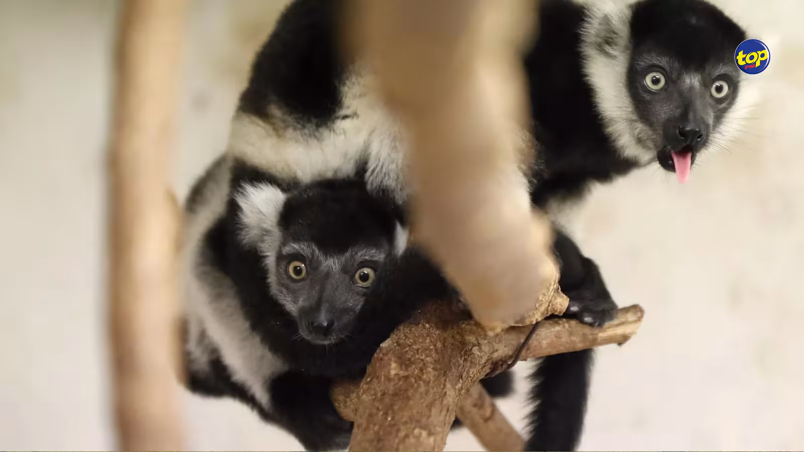 Capture et exportation de primates en Espagne : « L’île Maurice est le principal exportateur… environ deux-tiers des macaques de Camarney proviennent des fermes Noveprim à Maurice », selon l’agence Sputnik Afrique