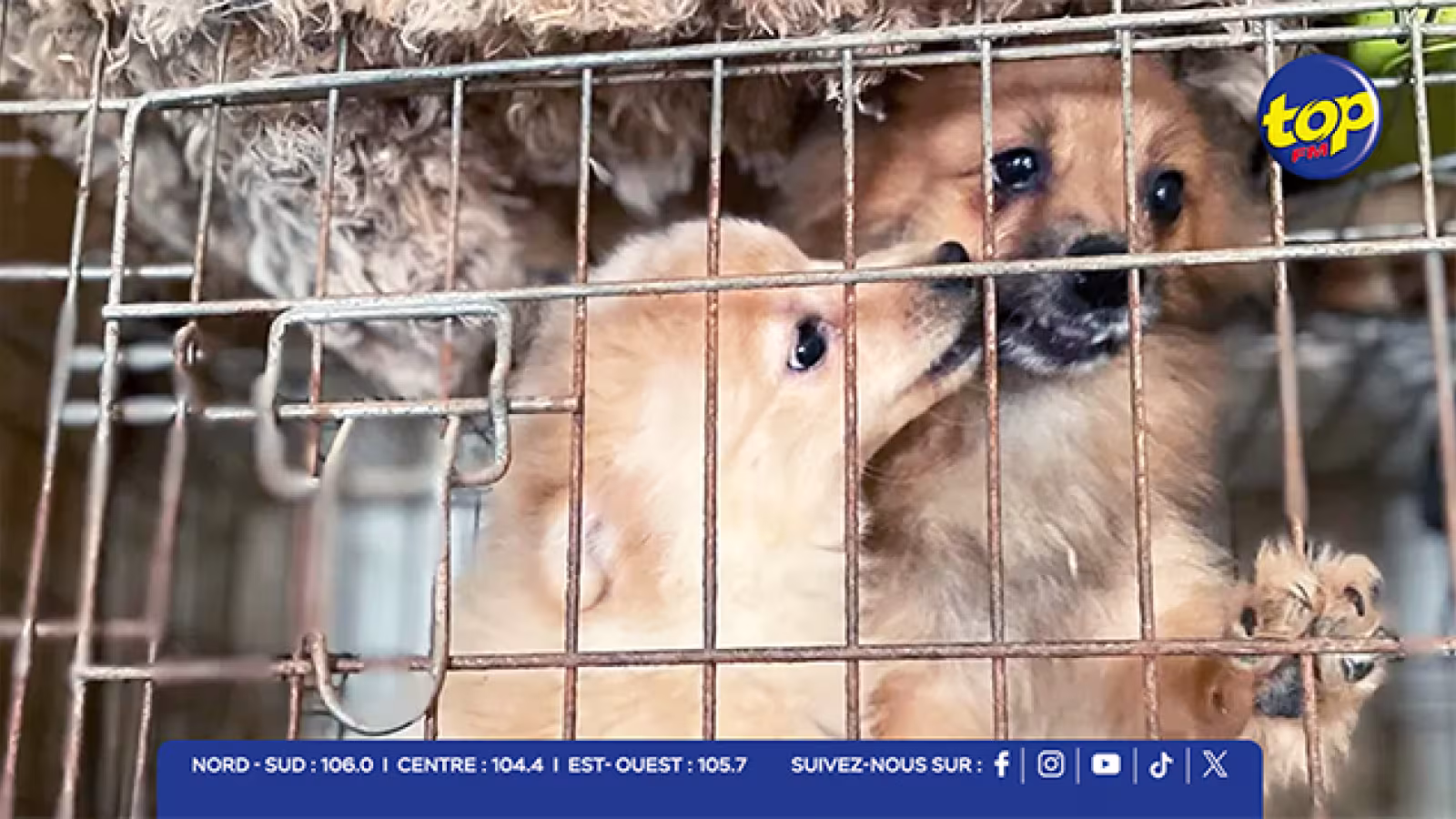 Pailles : 14 chiens saisis dans une affaire de maltraitance et d’élevage illégal