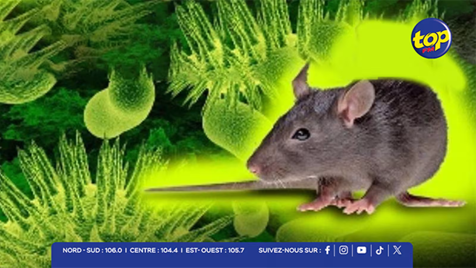 Foyer suspect de hantavirus en mer : l’OMS juge le risque « faible » pour le public