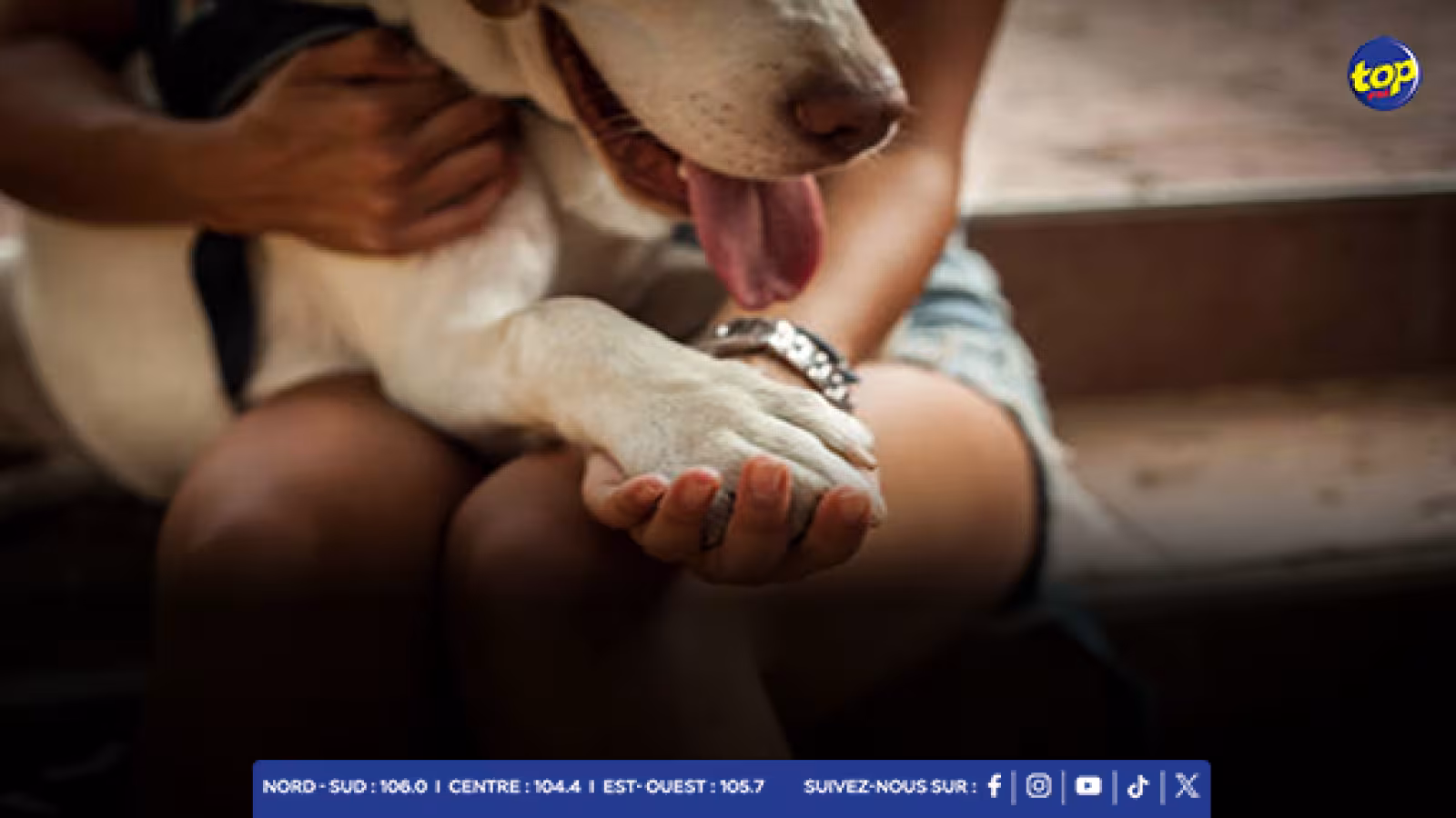 Création d’un comité consultatif pour les droits des animaux : des activistes réclament leur inclusion dans la réforme des législations à Maurice