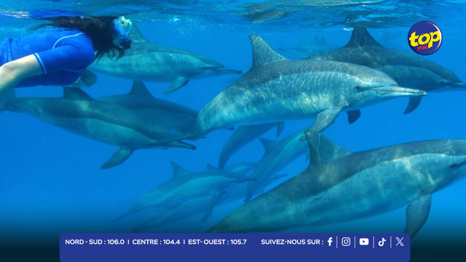 nage avec les dauphins et les baleines