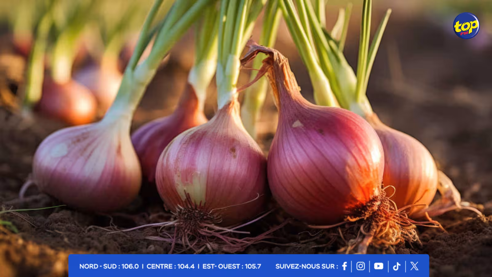 onion