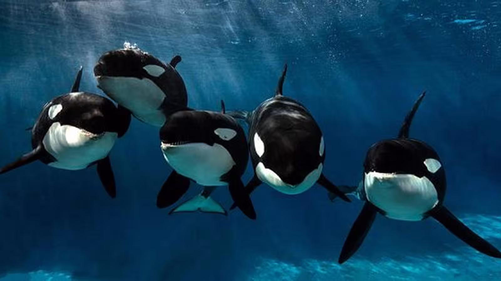 Des requins intelligents attaquent en groupe et coulent trois voiliers