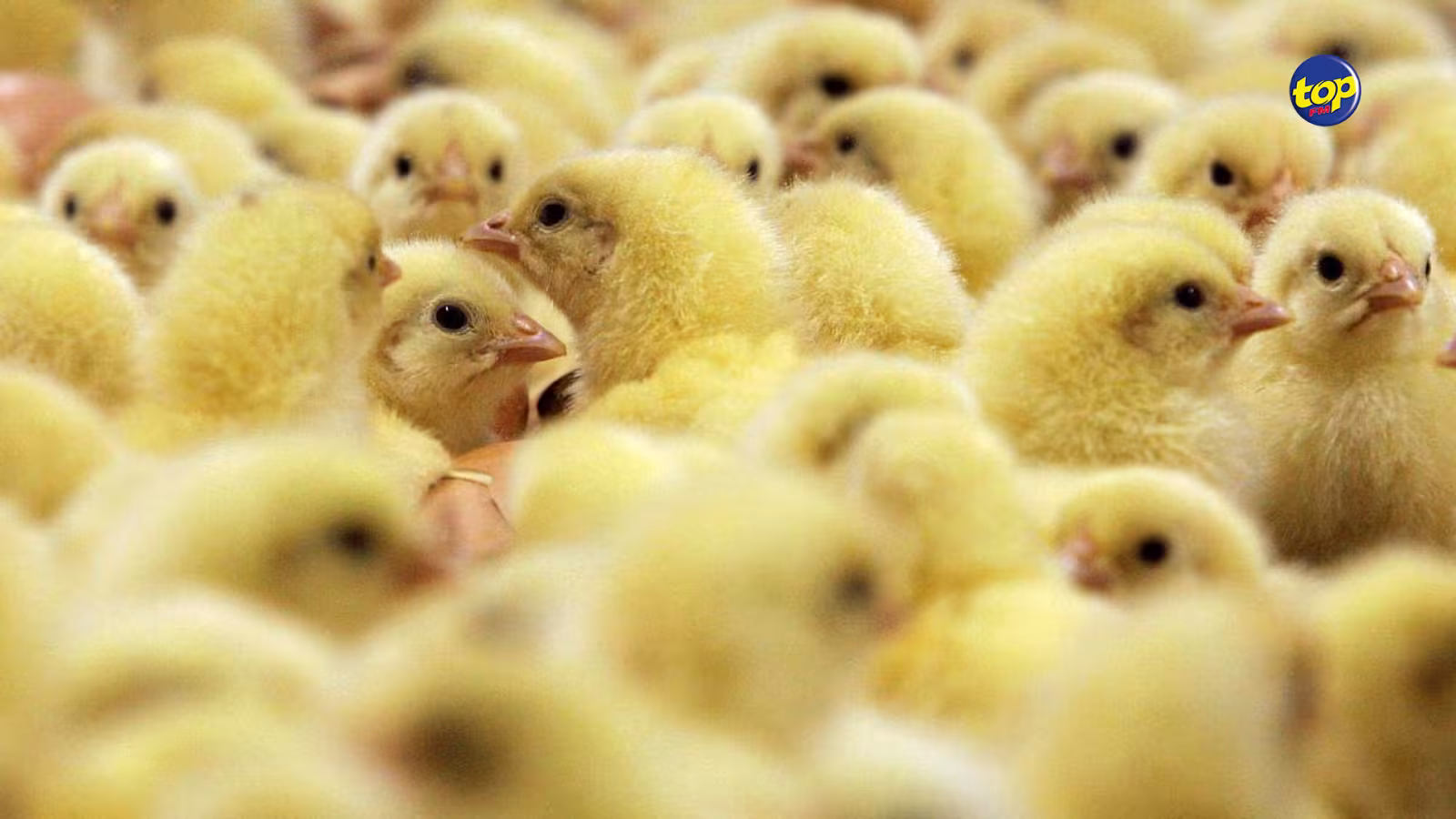 Un accord est sur le point d’être conclu : Le Kenya veut exporter des poussins vers Maurice