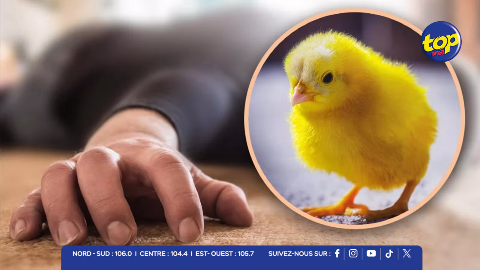 Traitement infertilité : il tente un rituel occulte et meurt étouffé par un poussin vivant