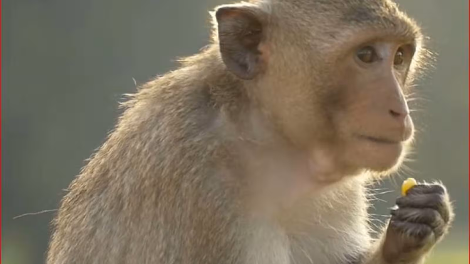Le cocktail expérimental utilisé sur Trump a fonctionné sur des singes et des hamsters