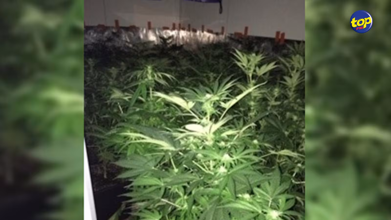 Cannabis : Un nouveau trafic inter-îles démantelé à La Réunion