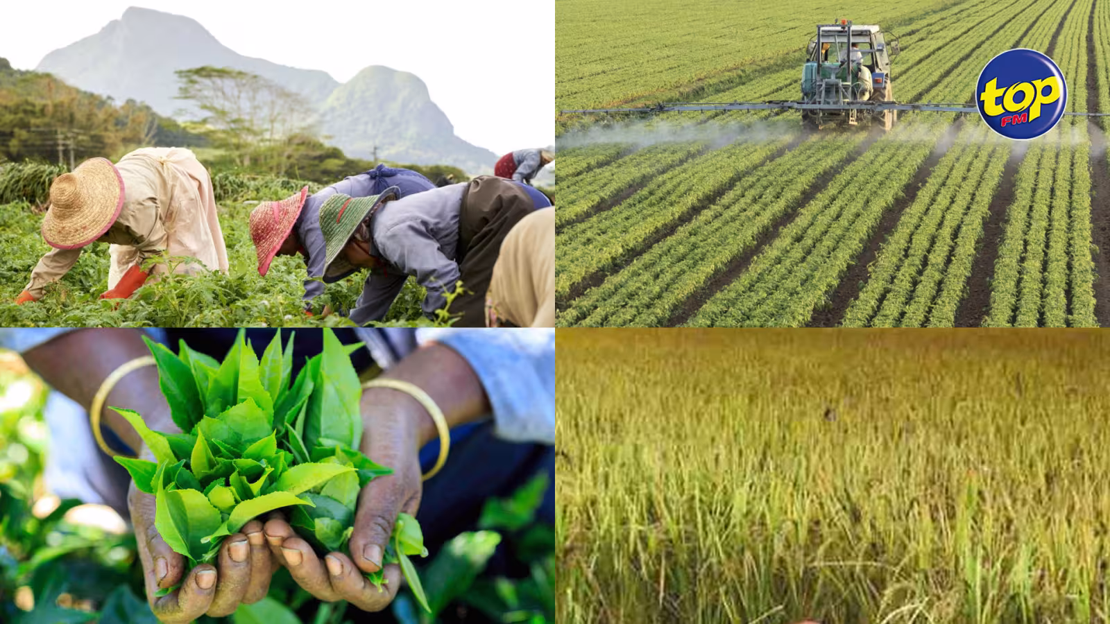 Afin de réduire notre dépendance sur l’importation : Le budget fait la part belle à l’agro-industrie pour assurer la sécurité alimentaire