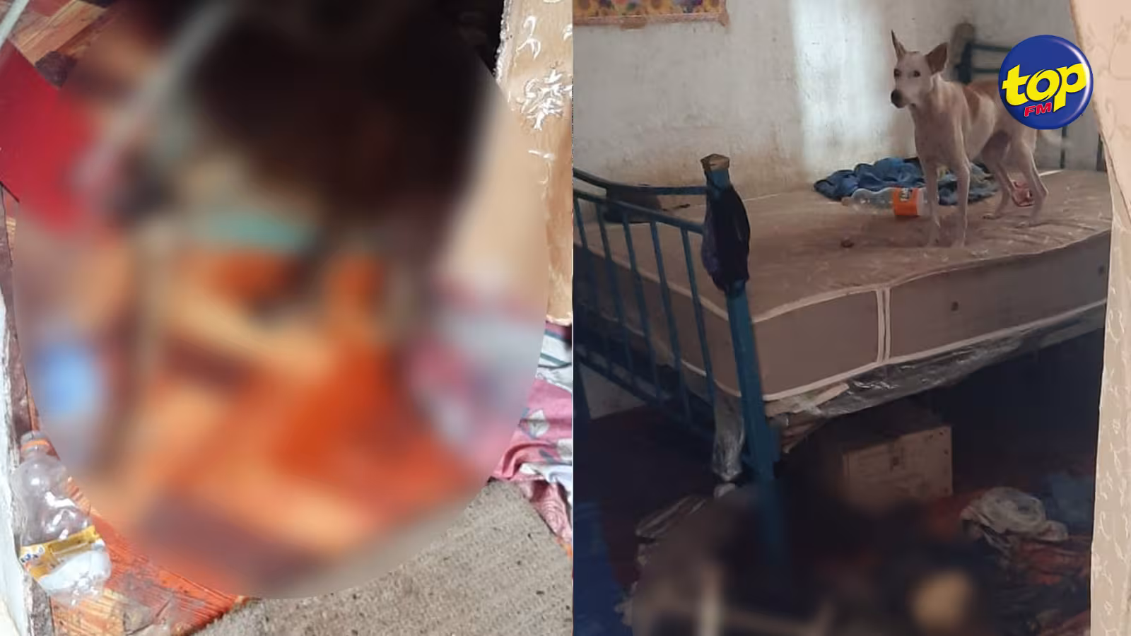 Restes humains retrouvés dans une maison à Plaine Magnien : La cause du décès n’a pu être déterminée… la police pense que les chiens ont dévoré le cadavre