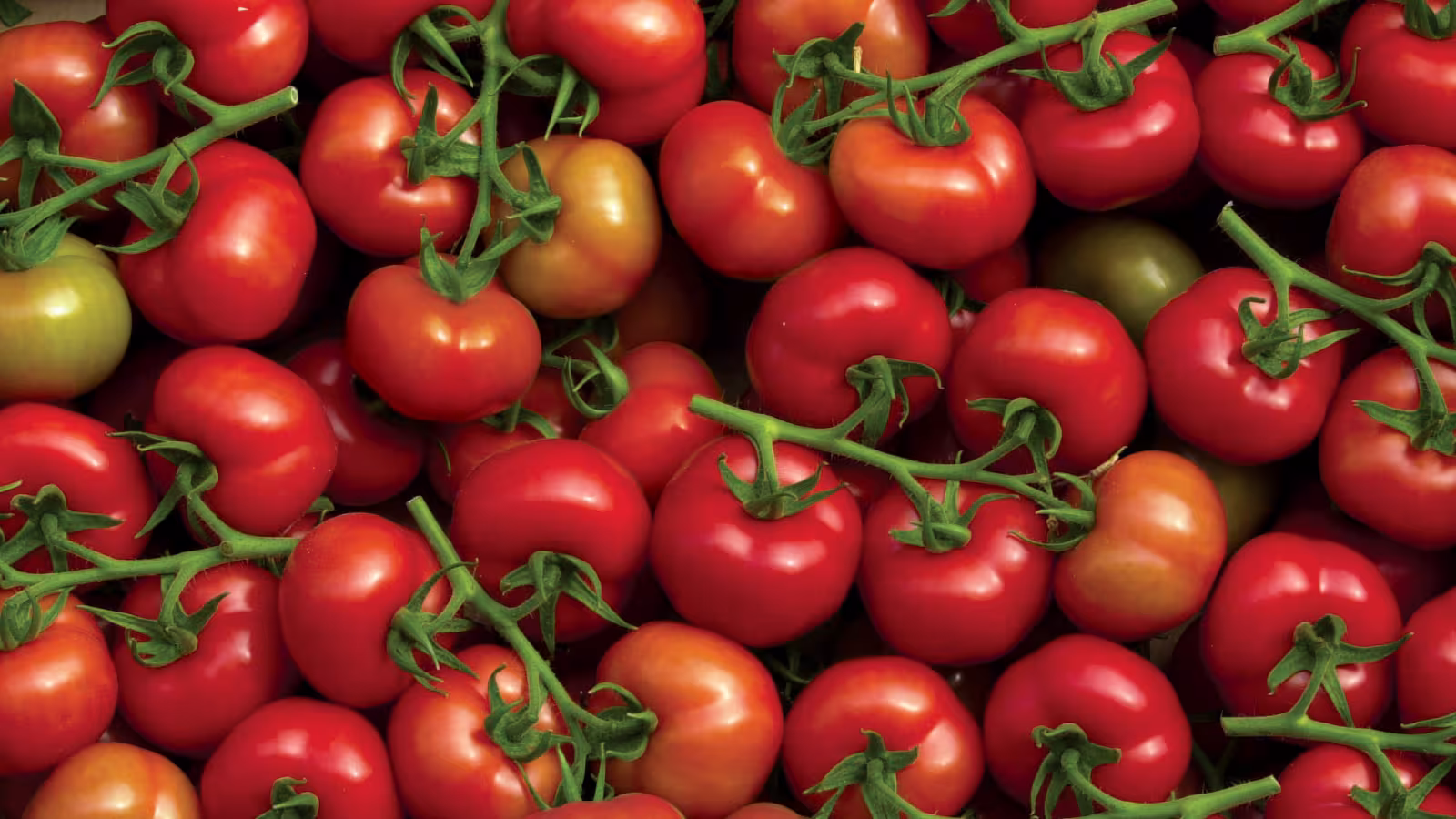 La tomate est bonne pour la peau