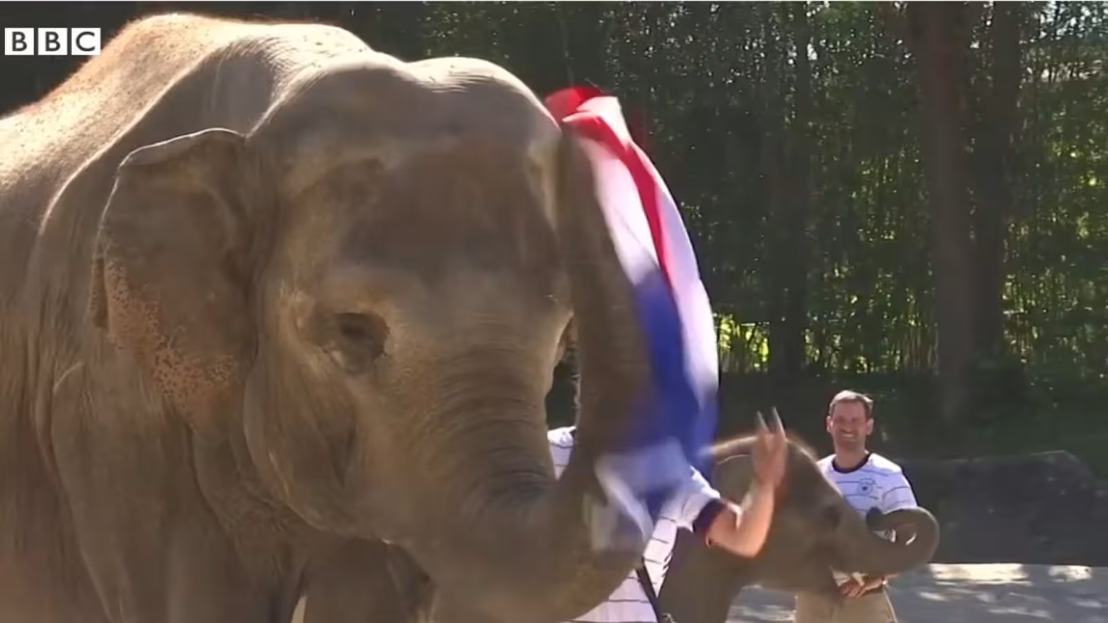 Un éléphant allemand avait prédit la défaite de …l’Allemagne face à la France