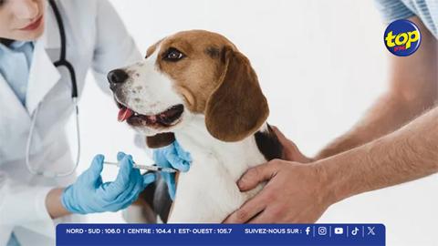 Enregistrement des chiens