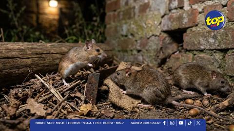 Hantavirus