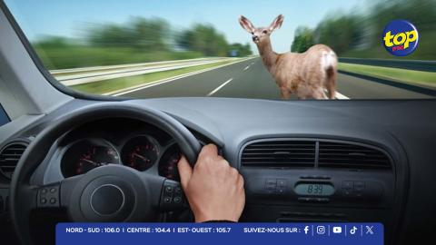 Hit and run contre les animaux