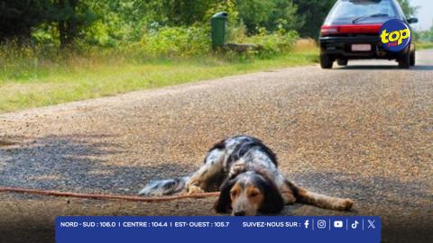 Journée mondiale contre l’abandon des animaux
