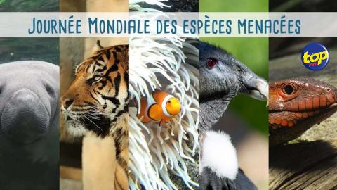 Journée mondiale des espèces menacées