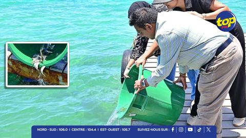 Repeuplement marin à Maurice