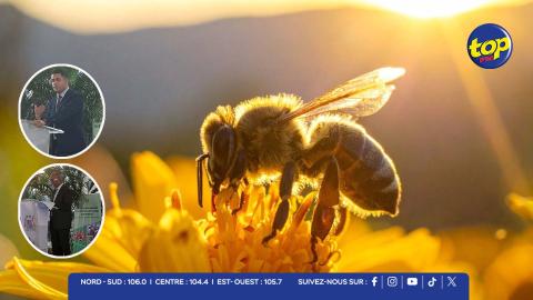 World Bee Day