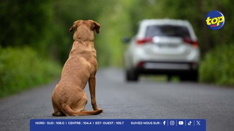 abandon animal