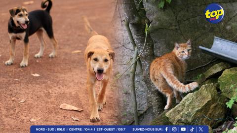 chiens-et-chats-errants-à-Maurice