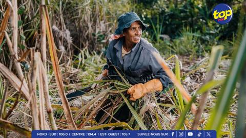 planteurs-de-canne-à-sucre