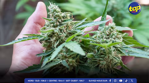 À Grand Sable : 160 plants de cannabis déracinés par l’ADSU