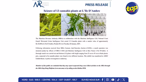 À l’Île d’Ambre : saisie de 13 plants de cannabis estimés à Rs 52 000