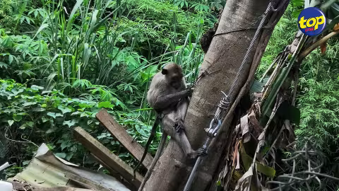 Cette vidéo qui fait le buzz : Un singe attaché à un arbre… les défenseurs des animaux furieux