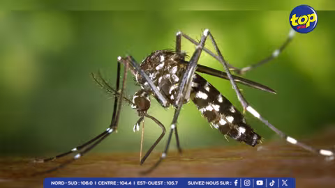 Hausse des cas de Chikungunya : les autorités sanitaires en alerte