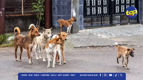 Pour lutter contre la surpopulation canine à Maurice : ANSAM prône des actions concrètes comme la stérilisation de masse