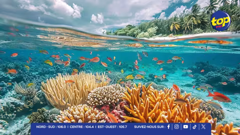 Biodiversité marine : Maurice adoptera un Protocole amendé pour renforcer la protection de ses écosystèmes