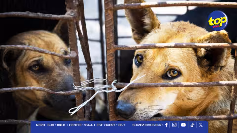 Souffrance animale : une crise majeure à Maurice 