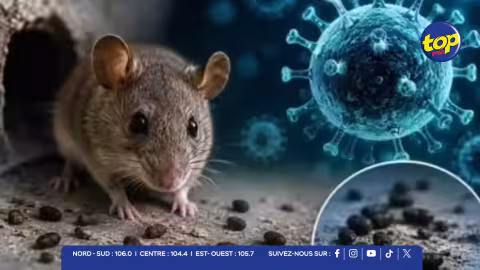 Hantavirus : Agence Régionale de Santé Mayotte reste en alerte face à un risque potentiel