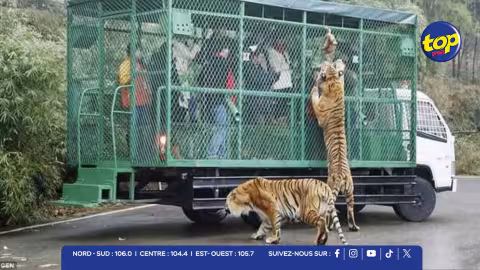 Un zoo chinois inverse les rôles et met les humains en cage