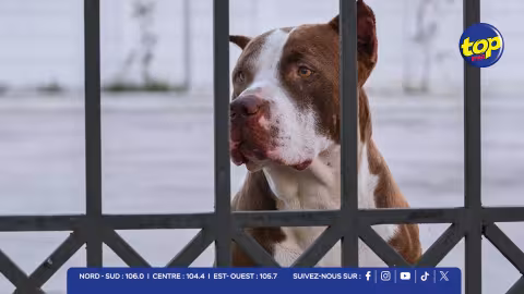 De 30 000 à 4 000 chiens errants en dix ans : aux Pays-Bas, le programme CNVR et les sanctions contre l’abandon font leur effet