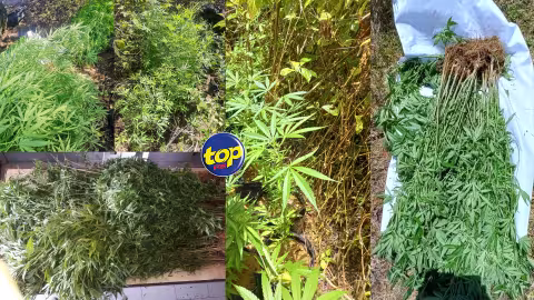 Au Morne Brabant : 1377 plants de cannabis déracinés