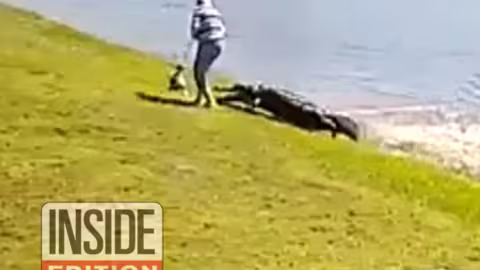 Une femme qui protégeait son chien d’un alligator dévorée : le chien a survécu