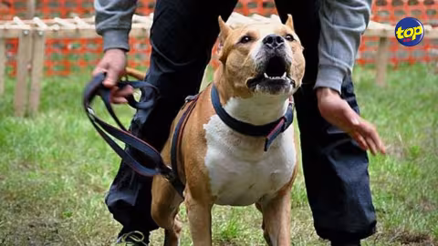 Un mineur mordu par un chien en 2018: La propriétaire de l’animal doit indemniser la victime d’une somme de Rs 92 000, tranche le tribunal