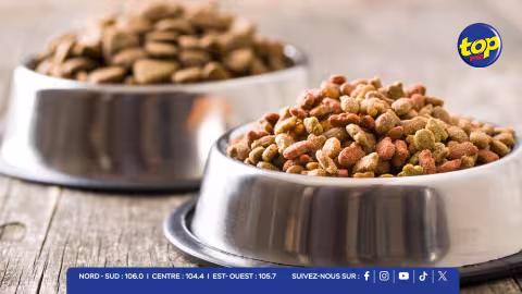 Aliments pour animaux : « Nourrir plus de 200 chiens errants peut coûter jusqu'à Rs 125 000 par mois », martèle Abeenesh Mottay
