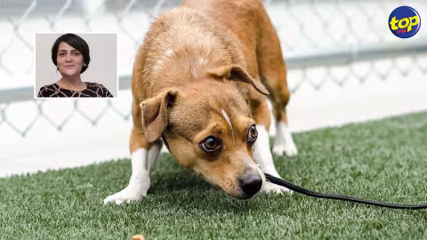 Ils utilisent l’amour porté aux animaux pour escroquer des gens : « Plus d’une douzaine de cas d’arnaques rapportés à la police », affirme Aruna Pulton, présidente de l’association Neuter Warriors