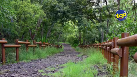 Au Dauguet, Tranquebar : 16 arbres de bois de santal abattus illégalement et emportés