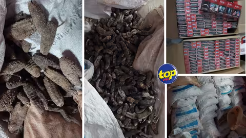 Trafic allégué de concombre de mer (banbara), d’ailerons de requins, et de bois de santal valant plusieurs millions de roupies : deux suspects arrêtés par la SST