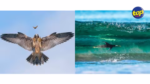 Surfing penguins and hunting falcons among bird photography prize winners