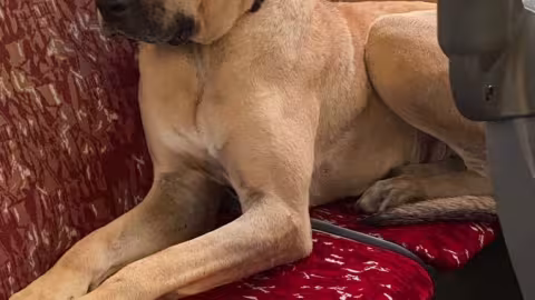Boji le chien errant qui fait du tourisme à longueur de journée